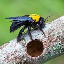 Spectracide Carpenter Bee And Ground-Nesting Yellowjacket Killer Foaming Aerosol 16 Ounces, Expands To Where Insects Live, Yellow