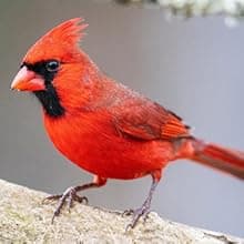 Window Bird Feeder with Non-Marking Self-Adhesive Hooks, Clear and Transparent, Outdoor Wild Bird Watching Gift, Garden Decor (Standard)