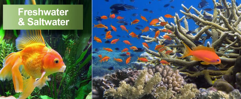 AAwipes Aquarium Ammonia Test Strips 8-in-1 |25 Strips | Quick & Accurate Water Testing Test pH, Carbonate, Alkalinity, Hardness, Chlorine, Nitrite, etc. (K02-25)