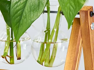 XXXFLOWER Plant Terrarium with Wooden Stand, Air Planter Bulb Glass Vase Metal Swivel Holder Retro Tabletop for Hydroponics Home Garden Office Decoration - 3 Bulb Vase