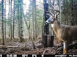 SPYPOINT Flex-S-Dark Ultimate Pack with SD Card + LIT-22 - Solar Cellular Trail Camera – Built-in Solar Panel, 40MP Photos, 1080p Videos + Sound, No-Glow Game Camera, Night Vision, Trail Cam