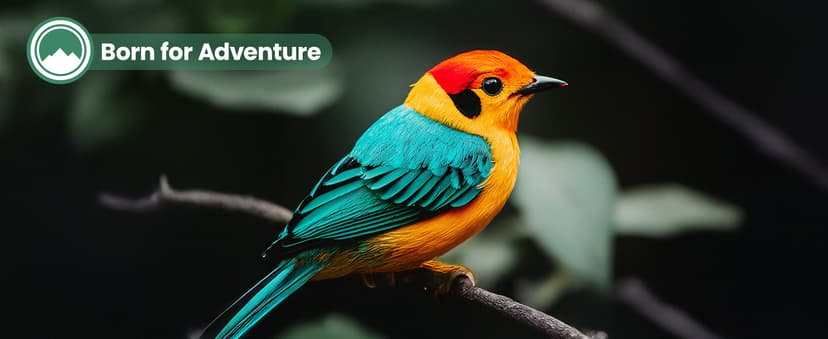 Spotting Scope 20-60x60mm - Waterproof IPX7 Spotter Scope with Phone Adapter and Tripod, Portable for Bird Watching Wildlife observing and Hiking, Black