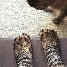 FreeNFond Funny Animal Paw Socks Gag Gifts for White Elephant Gift Exchange