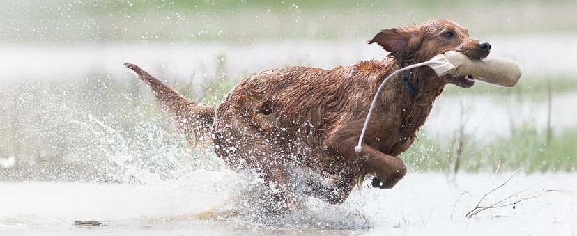 SportDOG FieldTrainer 425X - Remote Trainer Designed for Off-Leash Control & Training - 500-Yard Range - Waterproof - Quick Charge-Collar with 21 Levels of Static, Tone, & Vibration