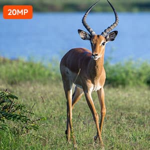 20MP Mini Trail Camera 1080P Hunting Trail Camera with No Glow 940nm Night Vision Motion Activated IP66 Waterproof,80ft Illumination Range Hunting Game Cam for Wildlife Monitoring- Grey-(2 Packs)