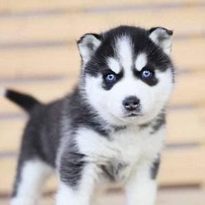 Dog Mom Gifts for Women Cat Mom Gifts for Women New Puppy Fur Baby Owners Cat Lover Mama Engraved