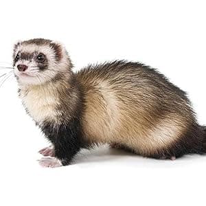 SALTY FISH Mink Oil for Leather Boots, Leather Conditioner Cleaner Waterproof Soften and Restore