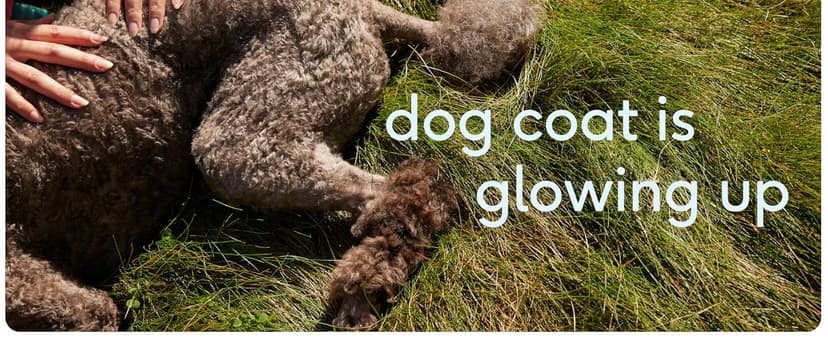 Native Pet Omega 3 Fish Oil for Dogs & Cats - Promotes Healthy Skin, Shiny Coat, & Strong Joints - Made with Wild Alaskan Salmon Oil for Dogs – Tasty, Fast-Absorbing Omega 3 6 9 Liquid Supplement- 8oz