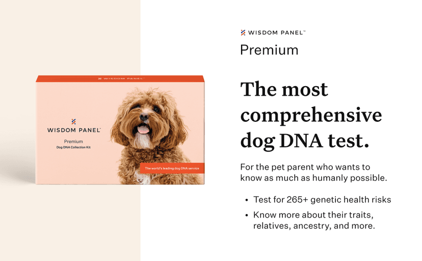 Wisdom Panel Premium Dog DNA Kit: Most Comprehensive with 265+ Health Tests, Identify 365+ Dog Breeds, 50+ Traits, Relatives, Ancestry, Genetic Diversity - Pack of 1