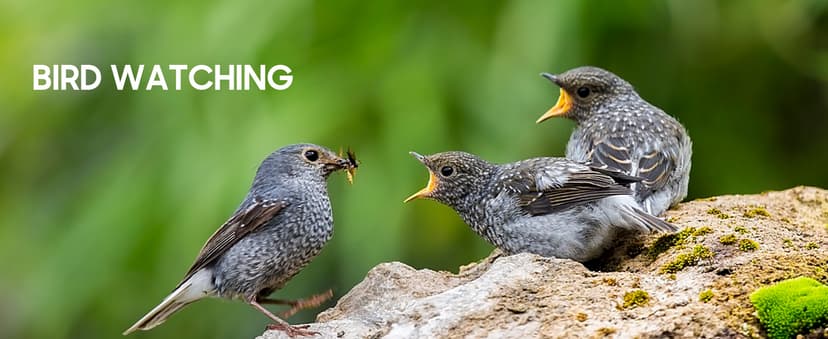 12x50 UHD Binoculars for Adults High Powered with Upgraded Phone Adapter - Large View, Lightweight, IPX7 Waterproof - Binoculars for Hunting Bird Watching Travel Cruise