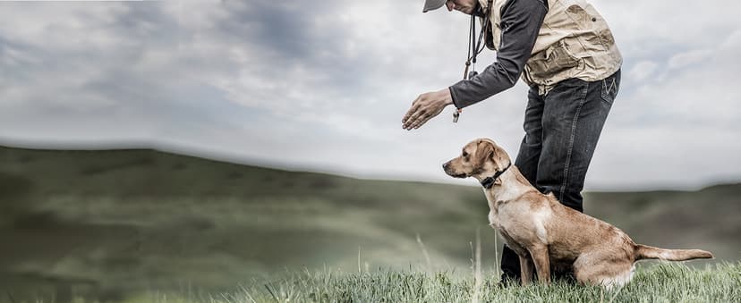 SportDOG FieldTrainer 425X - Remote Trainer Designed for Off-Leash Control & Training - 500-Yard Range - Waterproof - Quick Charge-Collar with 21 Levels of Static, Tone, & Vibration