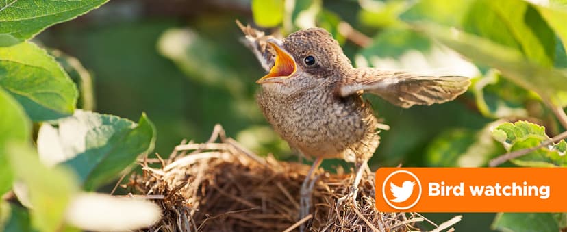 Adorrgon 12x42 HD Binoculars for Adults High Powered with Phone Adapter, Tripod and Tripod Adapter - Large View Binoculars with Clear Low Light Vision - Binocular for Bird Watching Cruise Travel