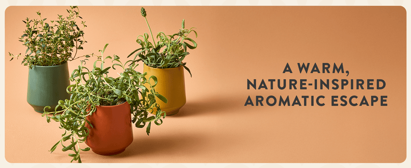 Modern Sprout Rooted Candle - 2 in 1 Cedarwood Scented & Soy Candle with Seeds That Grows into Lavender Plant - 6 oz w/ 42 hr Burn time in Matte Glaze Ceramic Vessel Ideal for Indoor Herb Garden