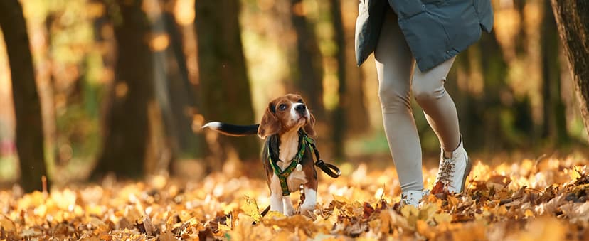 Losfom Z10 4K Action Camera, 128GB Wearable Sports Camera with Waterproof Case, Magnetic Clip, and Quick-Mount Accessories, Small Body Cam for Cycling, Diving, Travel (No WiFi No Bluetooth