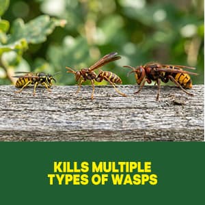 Raid Wasp & Hornet Killer Spray, Kills the Entire Nest, For Paper Wasps, Yellow Jackets, Mud Daubers and more, 14 oz (Pack of 2)