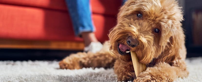 Purina Busy Bone Adult Dog Chew Bone Treats, Peanut Butter - 10 ct. Pouch