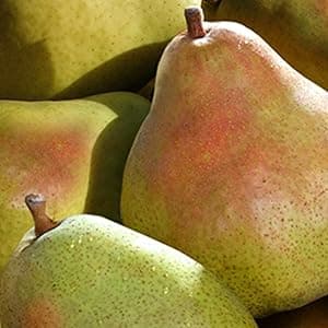 A Gift Inside Harvest Favorites Fruit and Gourmet Gift Box