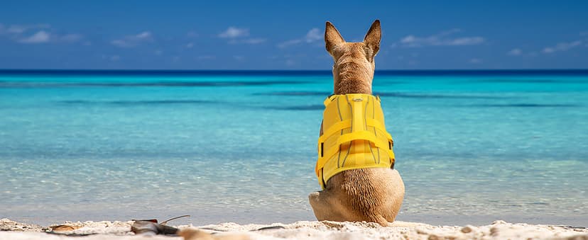 Kuoser Dog Life Jacket High Flotation, Reflective Dogs Life Vest for Swimming Boating, Adjustable Small Medium Large Dog lifejacket, Lightweight Dogs Life Preserver Rescue Handle Spring Summer Pool