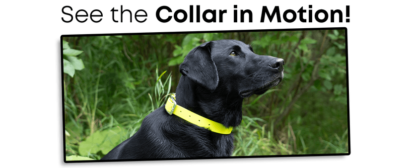 Regal Dog Products Medium Orange Dog Collar with Heavy Duty Double Buckle & D Ring | Vinyl Coated, Custom Fit, Adjustable Biothane Dog Collar Chew Resistant Waterproof Center-Ring Collar for Dogs