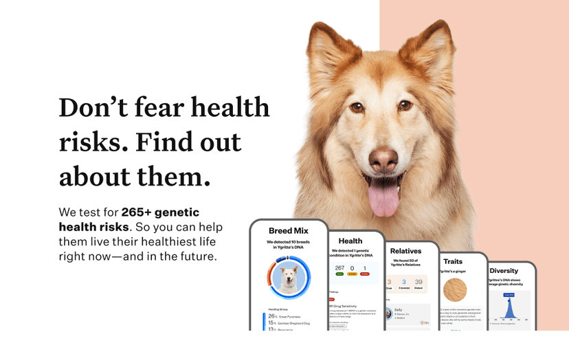 Wisdom Panel Premium Dog DNA Kit: Most Comprehensive with 265+ Health Tests, Identify 365+ Dog Breeds, 50+ Traits, Relatives, Ancestry, Genetic Diversity - Pack of 1
