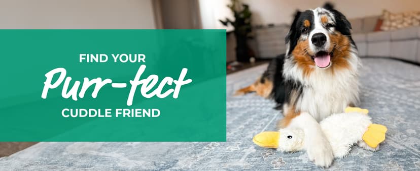 Best Pet Supplies Crinkle Dog Toy for Small, Medium, and Large Breeds, Cute No Stuffing Duck with Soft Squeaker, Fun for Indoor Puppies and Senior Pups, Plush No Mess Chew and Play - Yellow