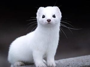 NICOLEKAY Mink Oil for Leather Boots, Leather Conditioner and Cleaner 3.52 oz-All-Natural Waterproof Soften and Restore Shoes