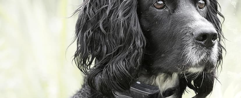 SportDOG Brand YardTrainer 100 Remote Trainer for Dogs Shock Collar with Remote, Waterproof, Submersible Up to 25 Ft, DryTek Technology, Trainer with Shock, Vibrate, and Tone