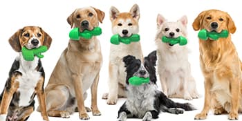 Dog Chew Toys Dog Toothbrush Stick Teeth Cleaning Brush Dental for Medium Large Dog, Puppy Christmas Easter Birthday Gifts, Outdoor Squeaky Toys for Aggressive Chewers Interactive Tough Toys