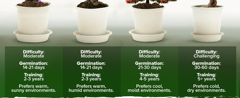 Bonsai Tree Kit - Gifts for Men & Women - Grow 4 Bonsai Trees - Unique Gardening Crafts for Adults, DIY Hobbies for Plant Lovers & Gardeners - Unusual Christmas Gift Ideas for Mom & Dad