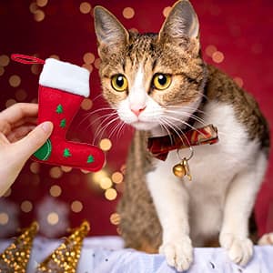 Cat Christmas Stocking, 10 Pack Gifts for Christmas, Interactive Feather Toy with Catnip, Cat Ball Toys, Crinkle Balls, Mice Toys for Indoor Cats & Kitten
