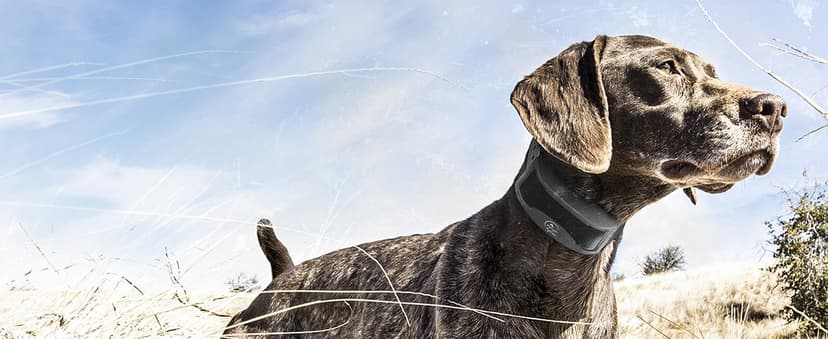 SportDOG FieldTrainer 425XS - Remote Trainer Designed for Off-Leash Control & Training - for Stubborn Dogs - 500-Yard Range - Waterproof - Quick-Charge Collar - Static, Tone, & Vibration