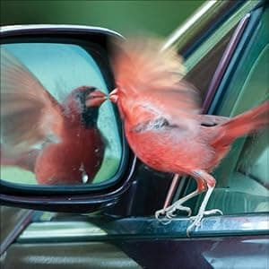 Bird Trivia: Funny, Strange and Incredible Facts about North American Birds