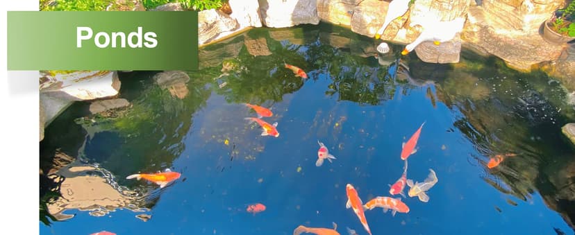 AAwipes Aquarium Ammonia Test Strips 8-in-1 |25 Strips | Quick & Accurate Water Testing Test pH, Carbonate, Alkalinity, Hardness, Chlorine, Nitrite, etc. (K02-25)