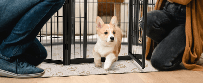 brainPLAY Halloween Puzzles: A Challenging Halloween Activity Book for Kids Ages 7 and Up with Over 200 Puzzles, Logic Games, Mazes and Hidden ... Spook-tacular Fun (brainPLAY Puzzle Books)