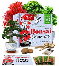 Bonsai Tree Kit - Gifts for Men & Women - Grow 4 Bonsai Trees - Unique Gardening Crafts for Adults, DIY Hobbies for Plant Lovers & Gardeners - Unusual Christmas Gift Ideas for Mom & Dad