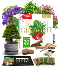 Bonsai Tree Kit - Gifts for Men & Women - Grow 4 Bonsai Trees - Unique Gardening Crafts for Adults, DIY Hobbies for Plant Lovers & Gardeners - Unusual Christmas Gift Ideas for Mom & Dad