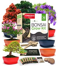 Bonsai Tree Kit - Gifts for Men & Women - Grow 4 Bonsai Trees - Unique Gardening Crafts for Adults, DIY Hobbies for Plant Lovers & Gardeners - Unusual Christmas Gift Ideas for Mom & Dad