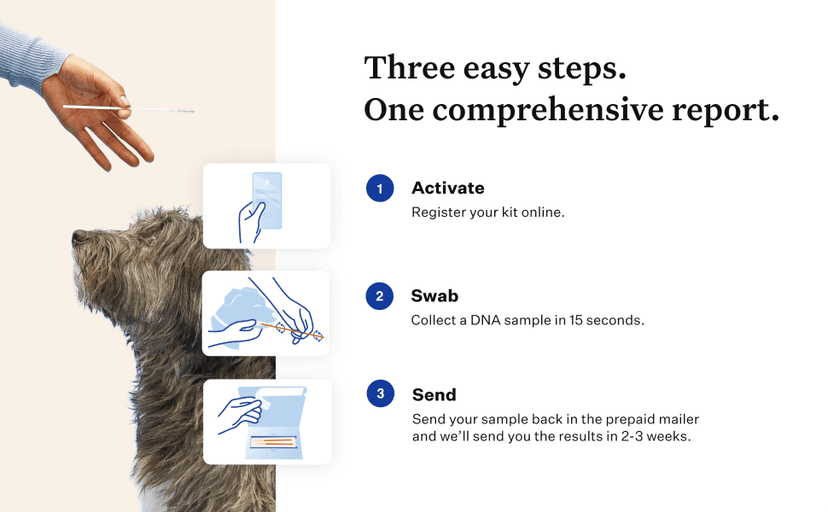 Wisdom Panel Premium Dog DNA Kit: Most Comprehensive with 265+ Health Tests, Identify 365+ Dog Breeds, 50+ Traits, Relatives, Ancestry, Genetic Diversity - Pack of 1