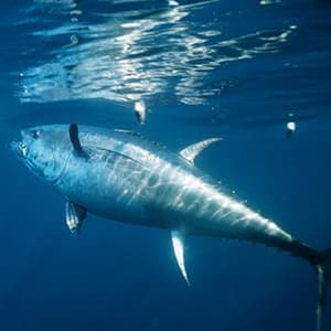 RIKIMARU Braided Fishing Line Abrasion Resistant Superline Zero Stretch&Low Memory Extra Thin Diameter 327-1094 Yds, 4-180LB